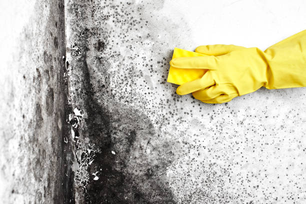 Best HVAC Mold Remediation in Bellows Falls, VT