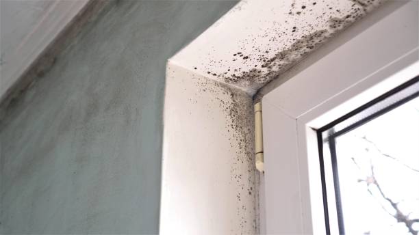 Best Health and Safety Mold Remediation in Bellows Falls, VT