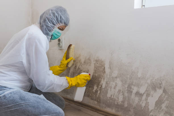 Best Preventive Mold Services in Bellows Falls, VT