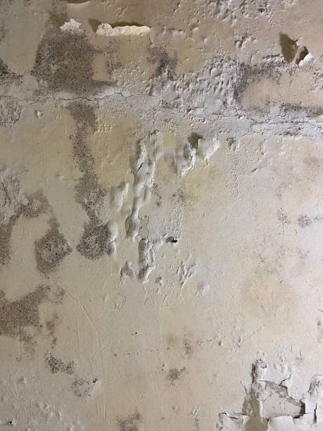 Reliable Bellows Falls, VT Mold Remediation Solutions