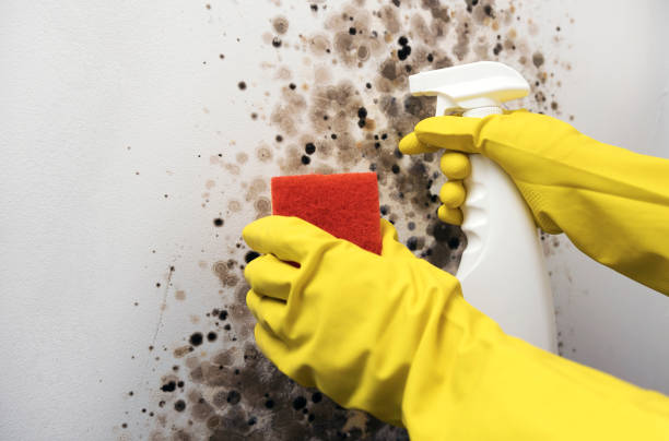 Best Black Mold Remediation in Bellows Falls, VT
